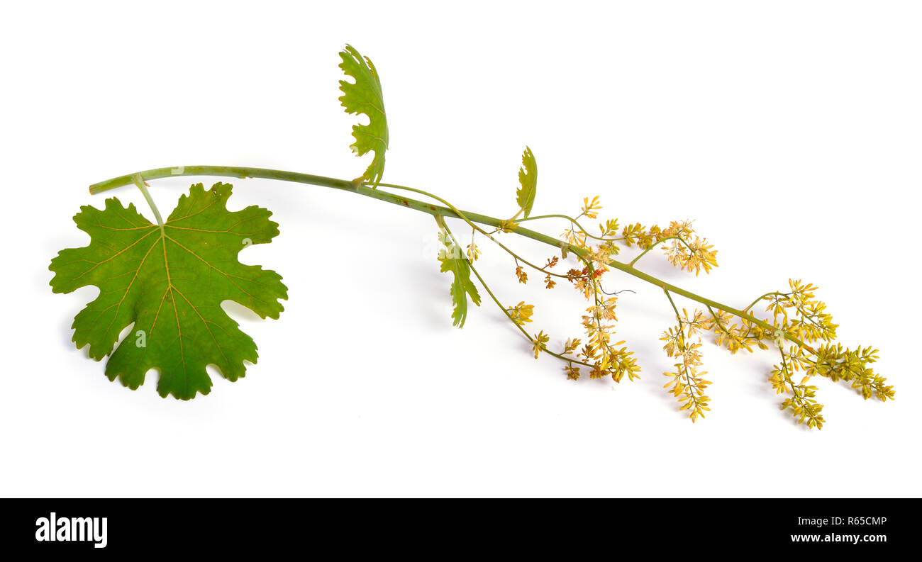 Macleaya cordata, the five-seeded plume-poppy. Isolated on white. Stock Photo