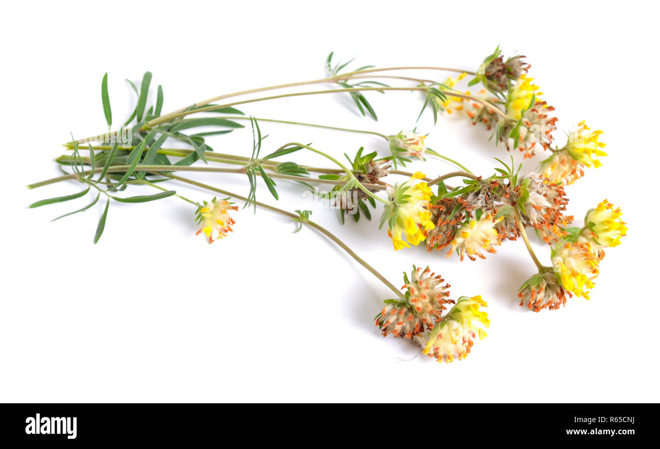 Yellow Anthyllis flowers isolated on white background. Stock Photo