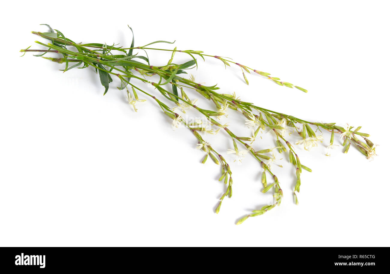Silene nutans, most commonly known as Nottingham catchfly. Isolated. Stock Photo