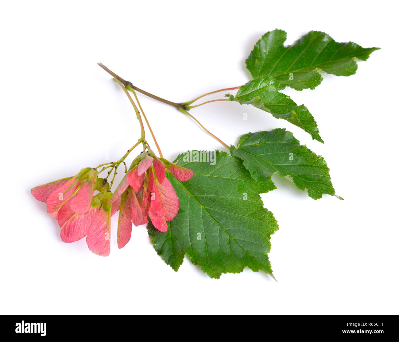 Acer tataricum, Tatar maple or Tatarian maple. Isolated on white Stock  Photo - Alamy