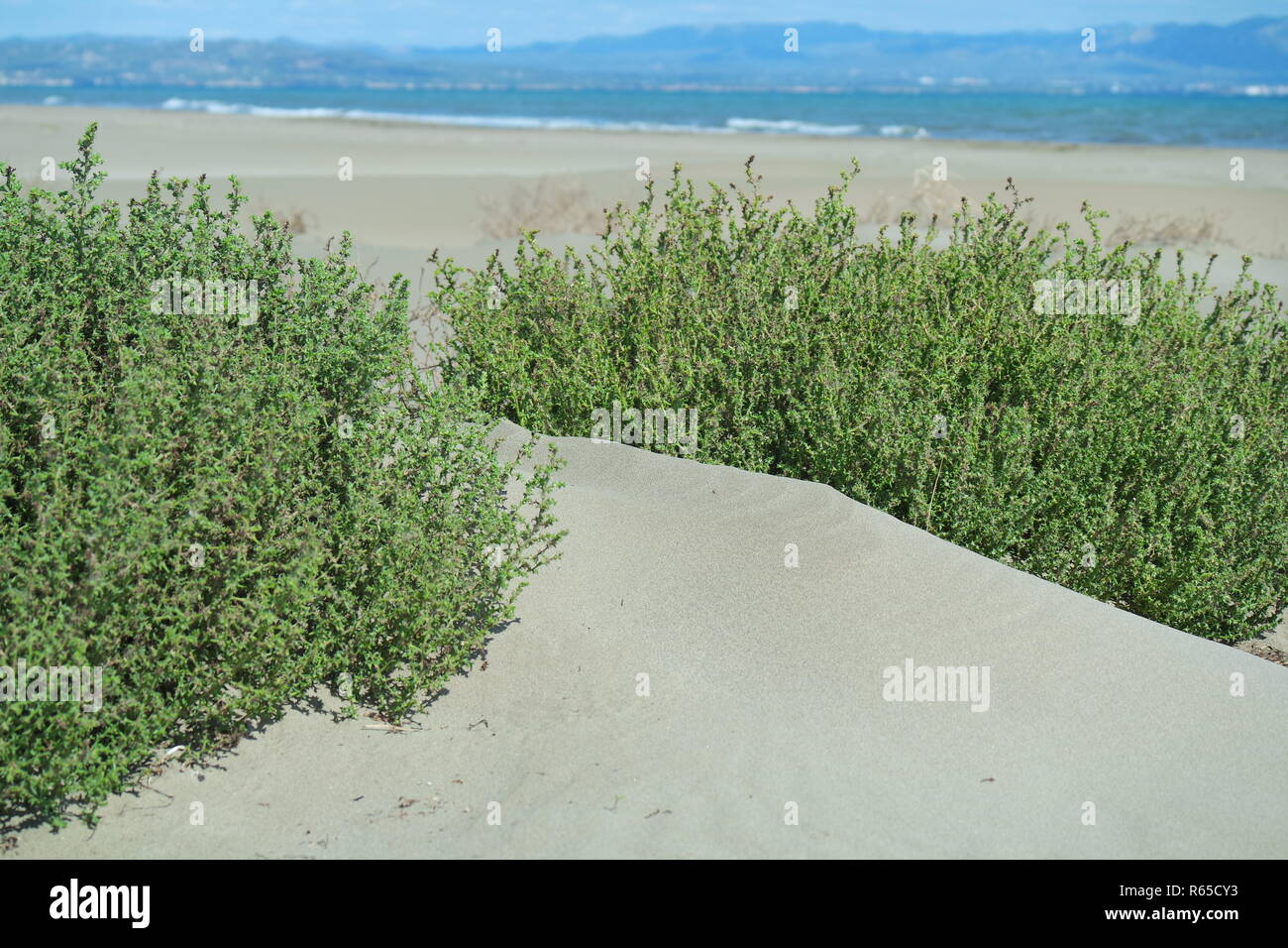 sand dunes in the nature park delta de l'ebre Stock Photo Alamy