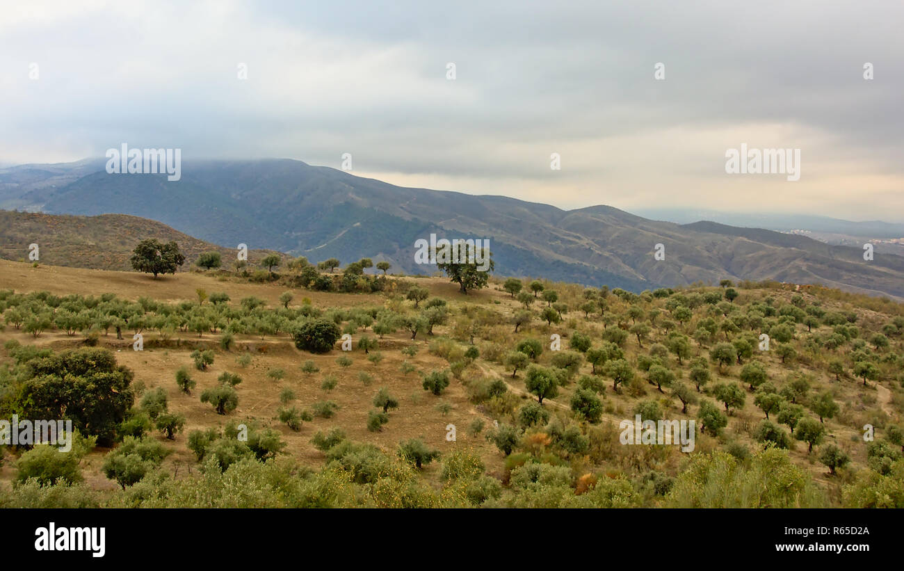 Olive groves in the Andalusian countryside with cloudy hazy mountains of sierra nevada in the backgroud. Santa Fe, Spain Stock Photo