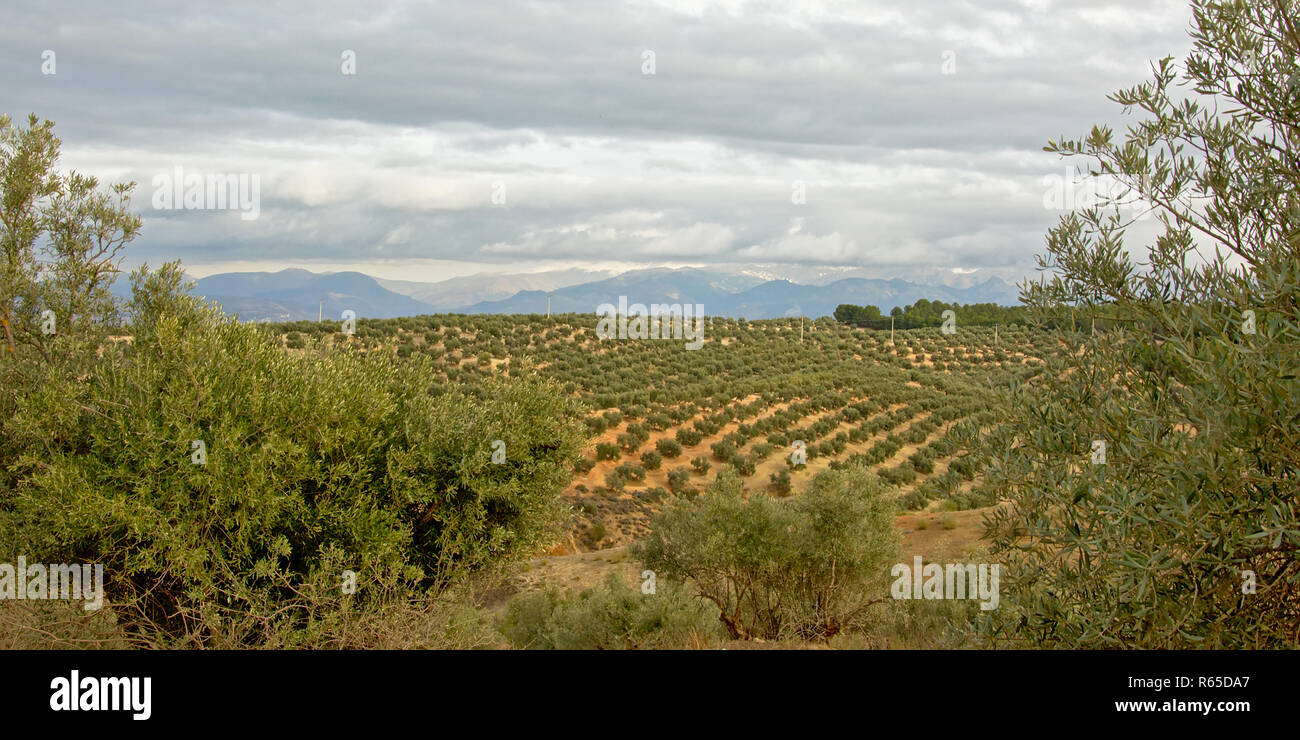 Olive groves in the Andalusian countryside with cloudy hazy mountains of sierra nevada in the backgroud. Santa Fe, Spain Stock Photo