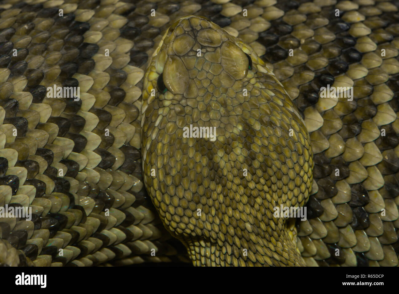 <!doctype html public Stock Photo