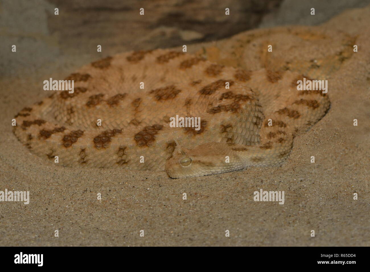<!doctype html public Stock Photo