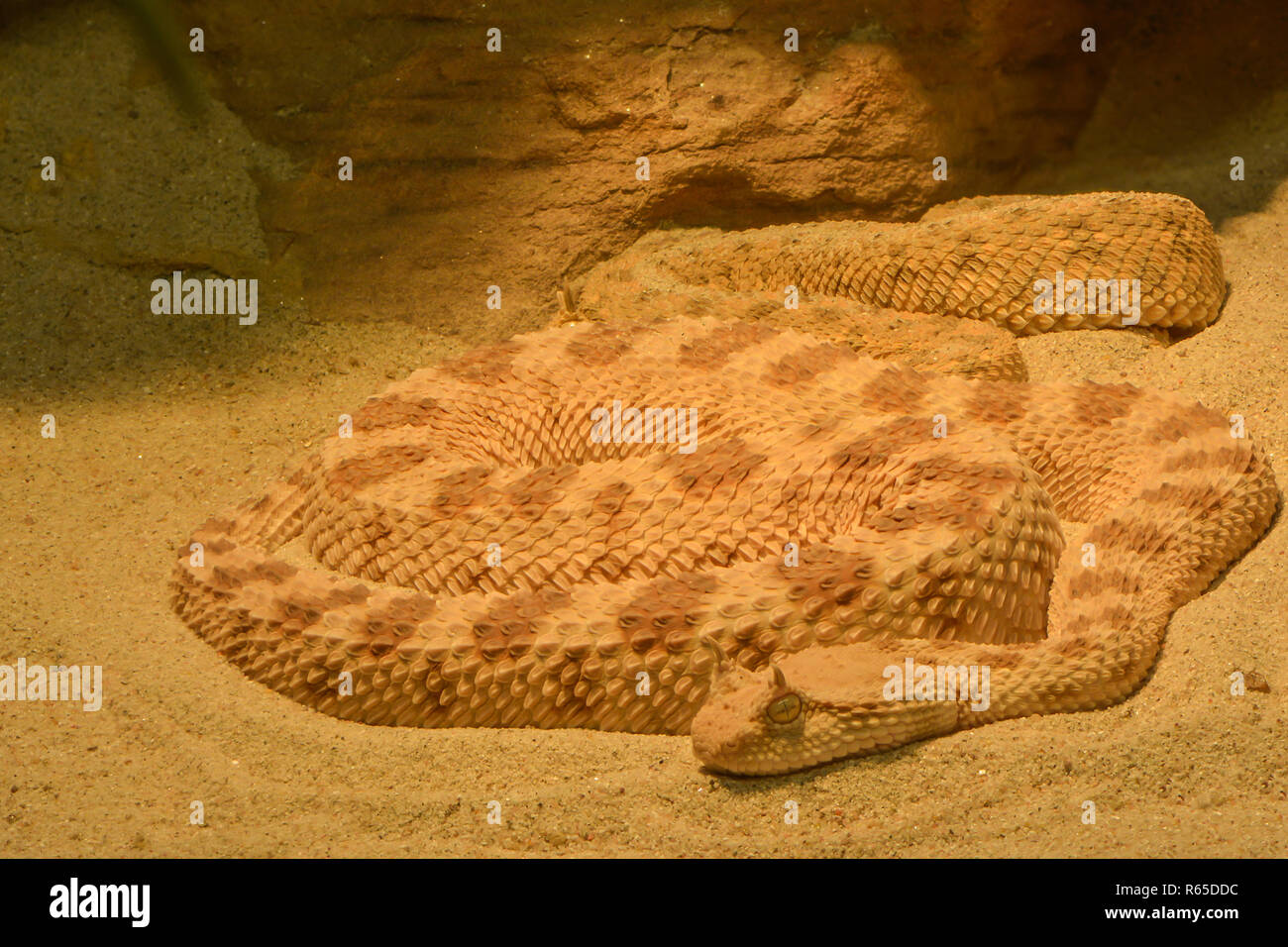 <!doctype html public Stock Photo