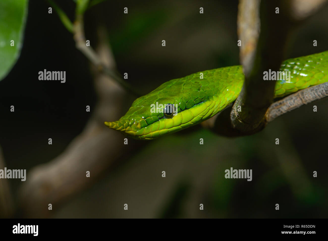 <!doctype html public Stock Photo