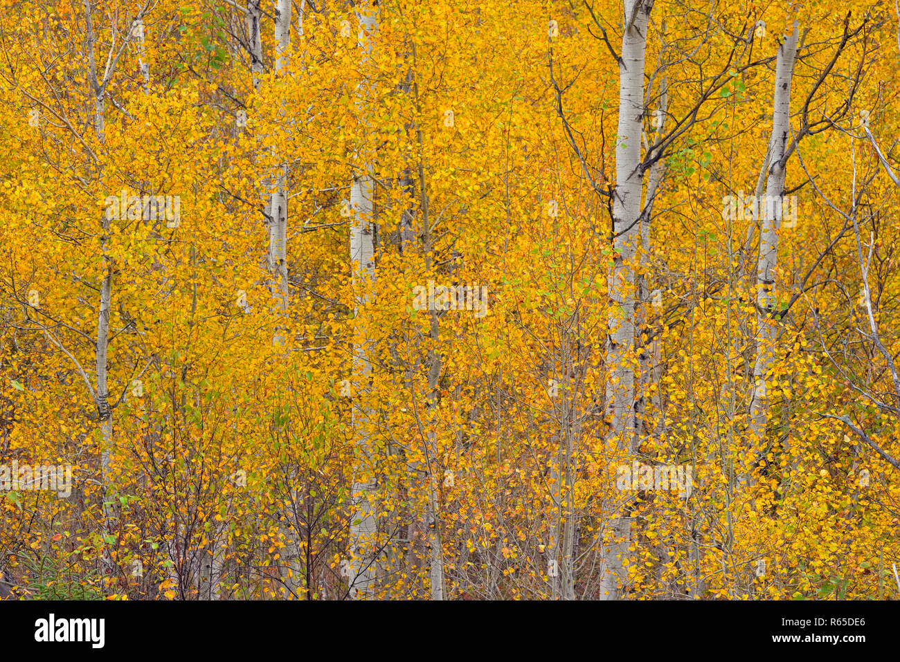 Hardwood trees hires stock photography and images Alamy