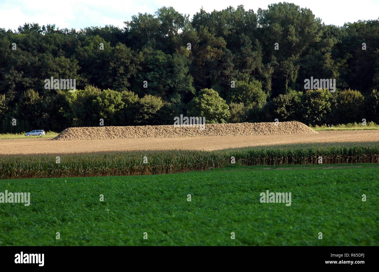 beet harvest kandel in the palatinate Stock Photo