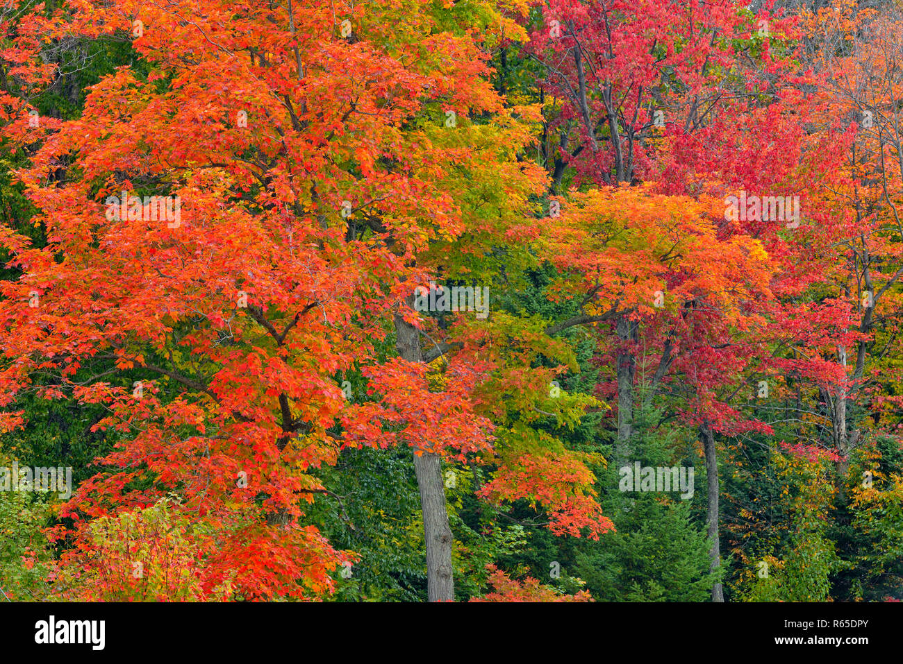 Canadian Maple Trees Hi Res Stock Photography And Images Alamy