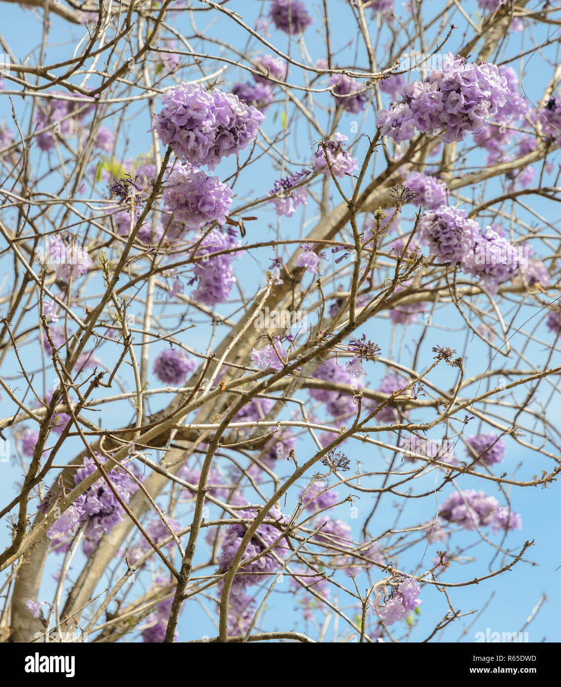 Jacaranda tree with lilac blossom Stock Photo