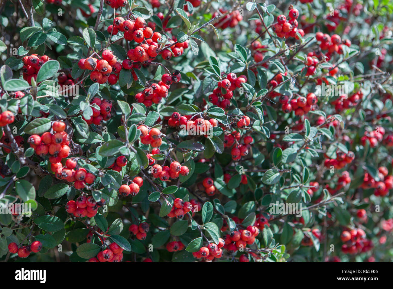 Cotoneaster red fruits in garden Stock Photo