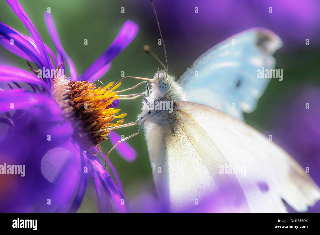 Cabbage white butterfly nectaring on New England aster in autumn Stock Photo
