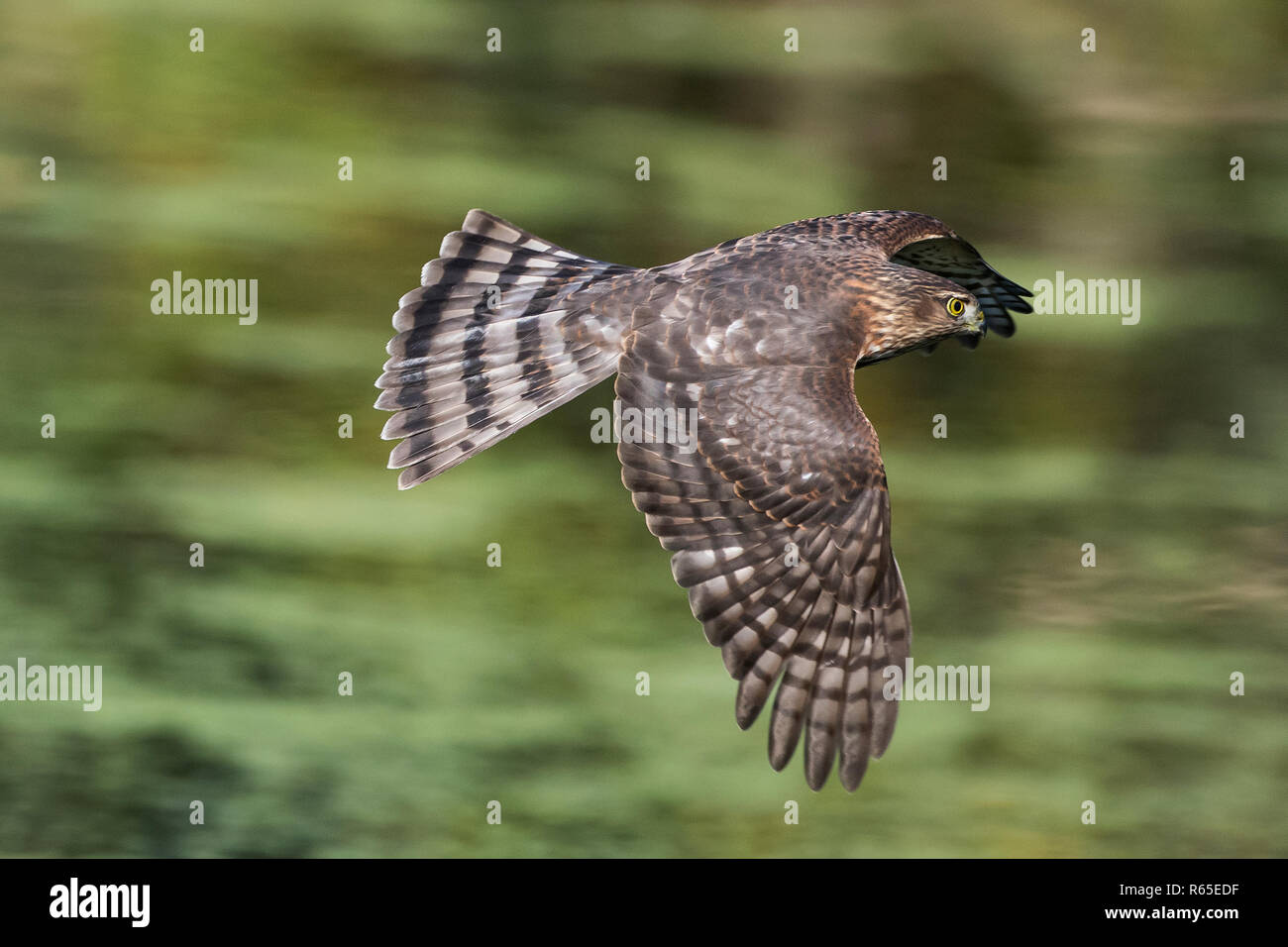 Juvenile Cooper's hawk flight over duckweed green covered pond in autumn Stock Photo