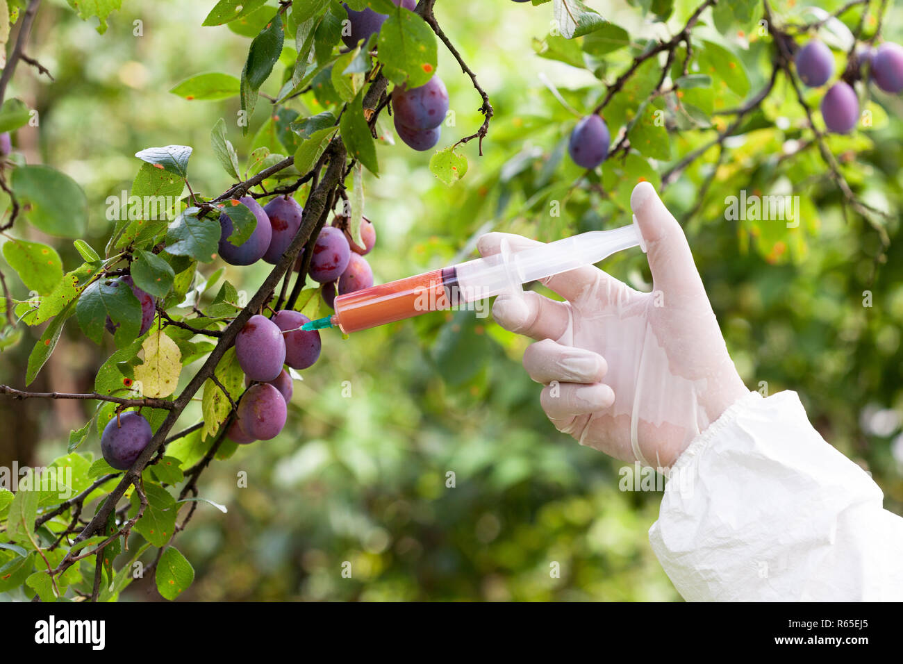 Fruits colored with artificial color Stock Photo Alamy