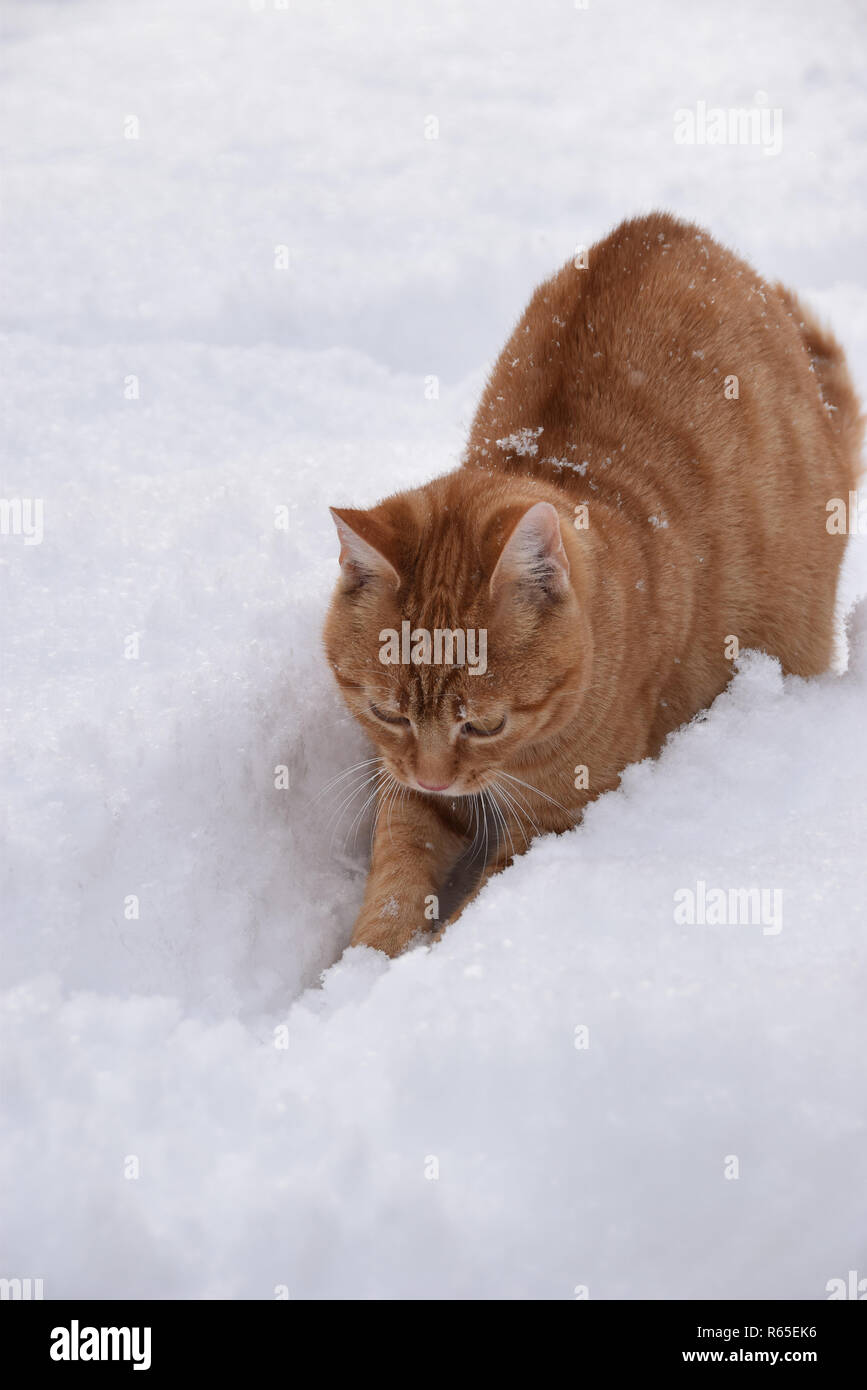 domestic cat in the winter Stock Photo