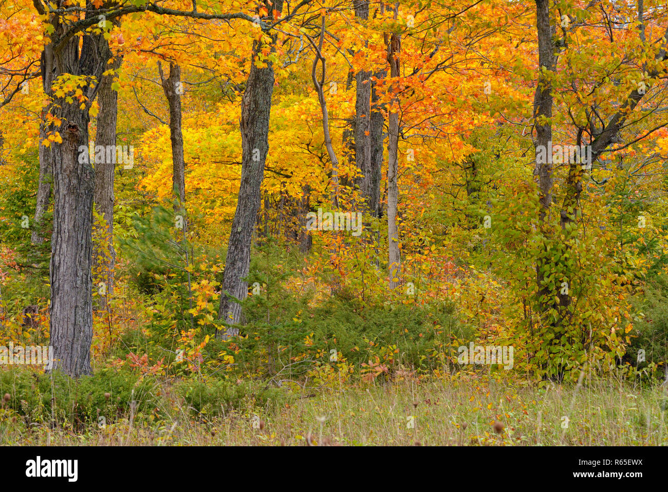 Climax community maple hires stock photography and images Alamy