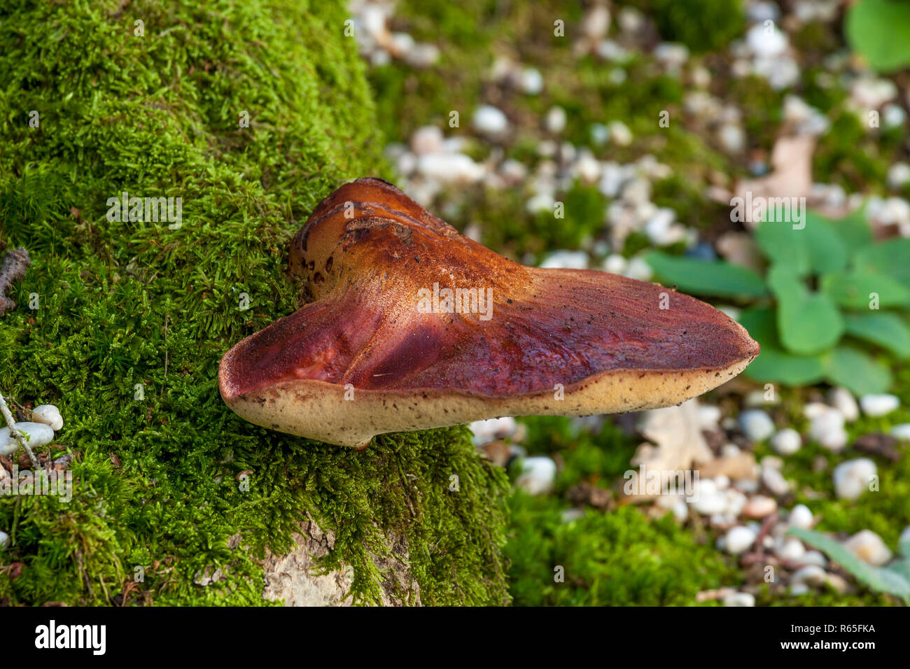 Beefsteak fungus on the forest Stock Photo
