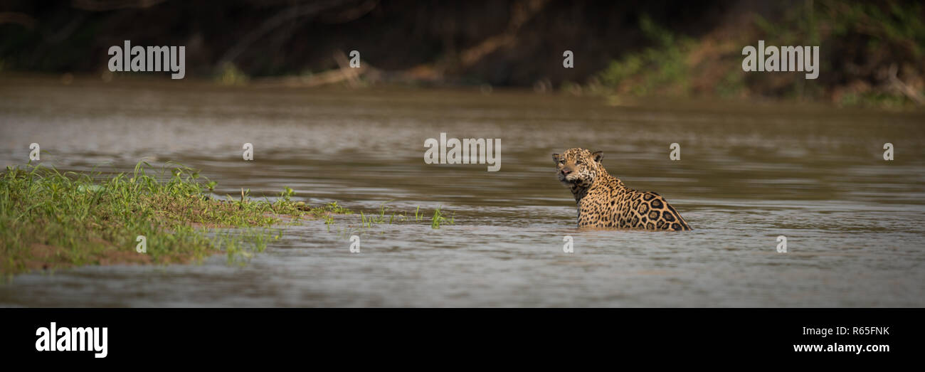 Panorama of jaguar in shallows facing camera Stock Photo