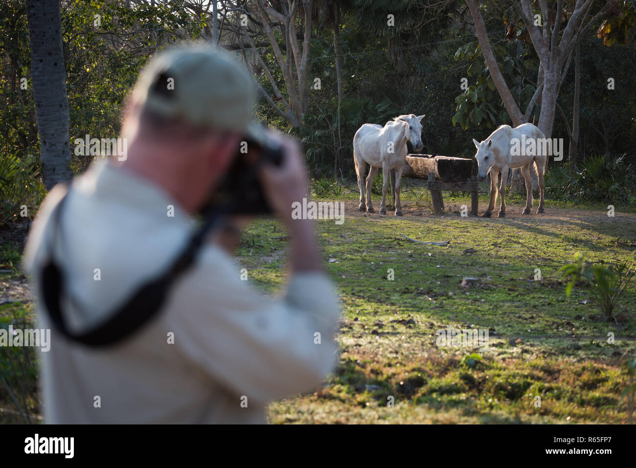 Photographer shooting two horses at water trough Stock Photo