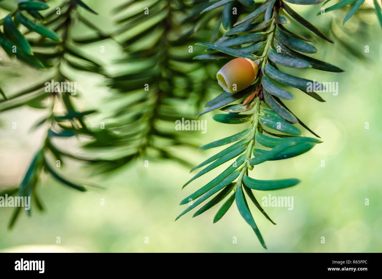 Yew tree branch Stock Photo - Alamy