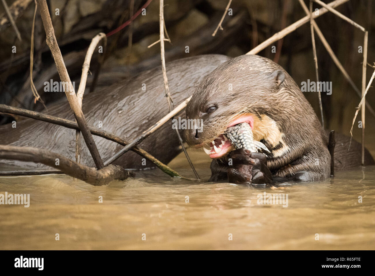 Giant river otter eating fish in reeds Stock Photo - Alamy