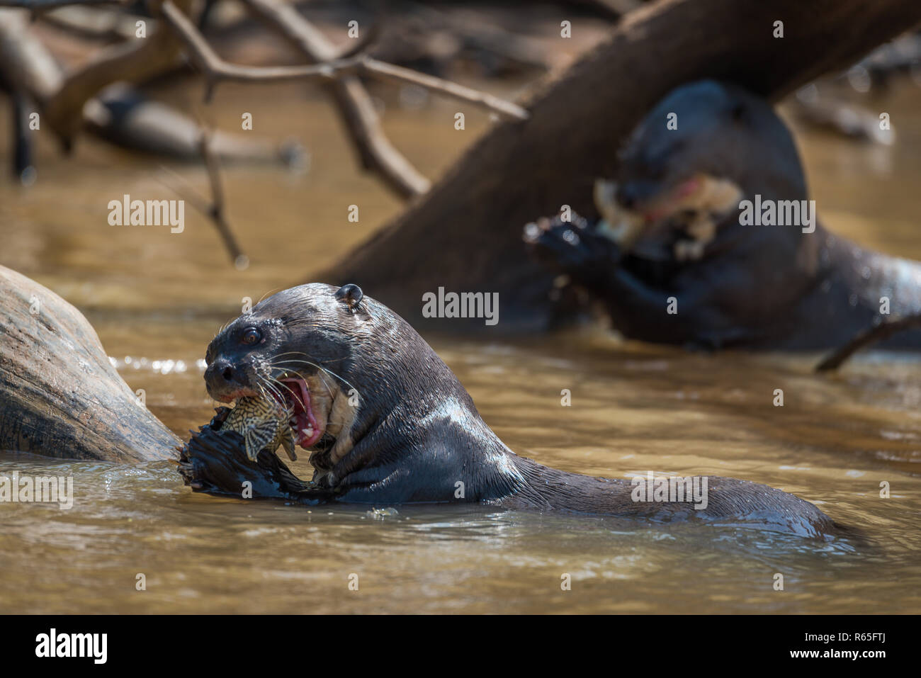 Giant river otters eating fish in river Stock Photo
