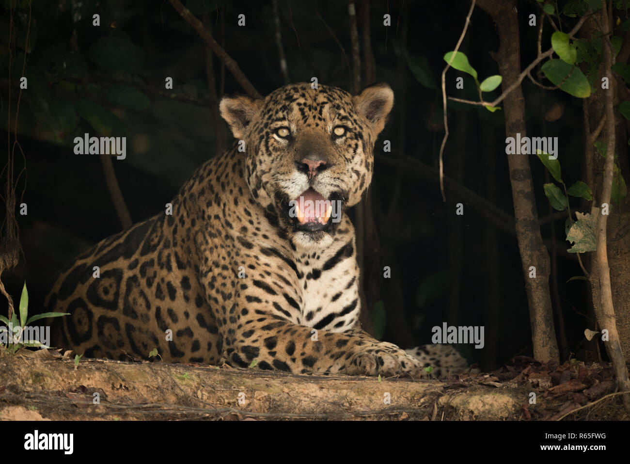 Jaguar in shade of trees facing camera Stock Photo