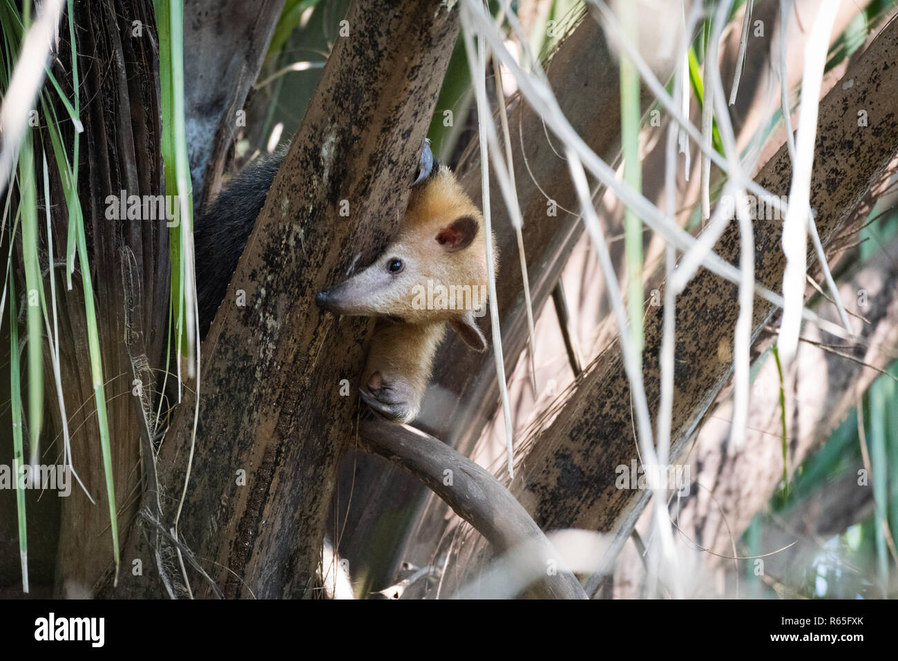Lesser anteater in tree peeking around branch Stock Photo