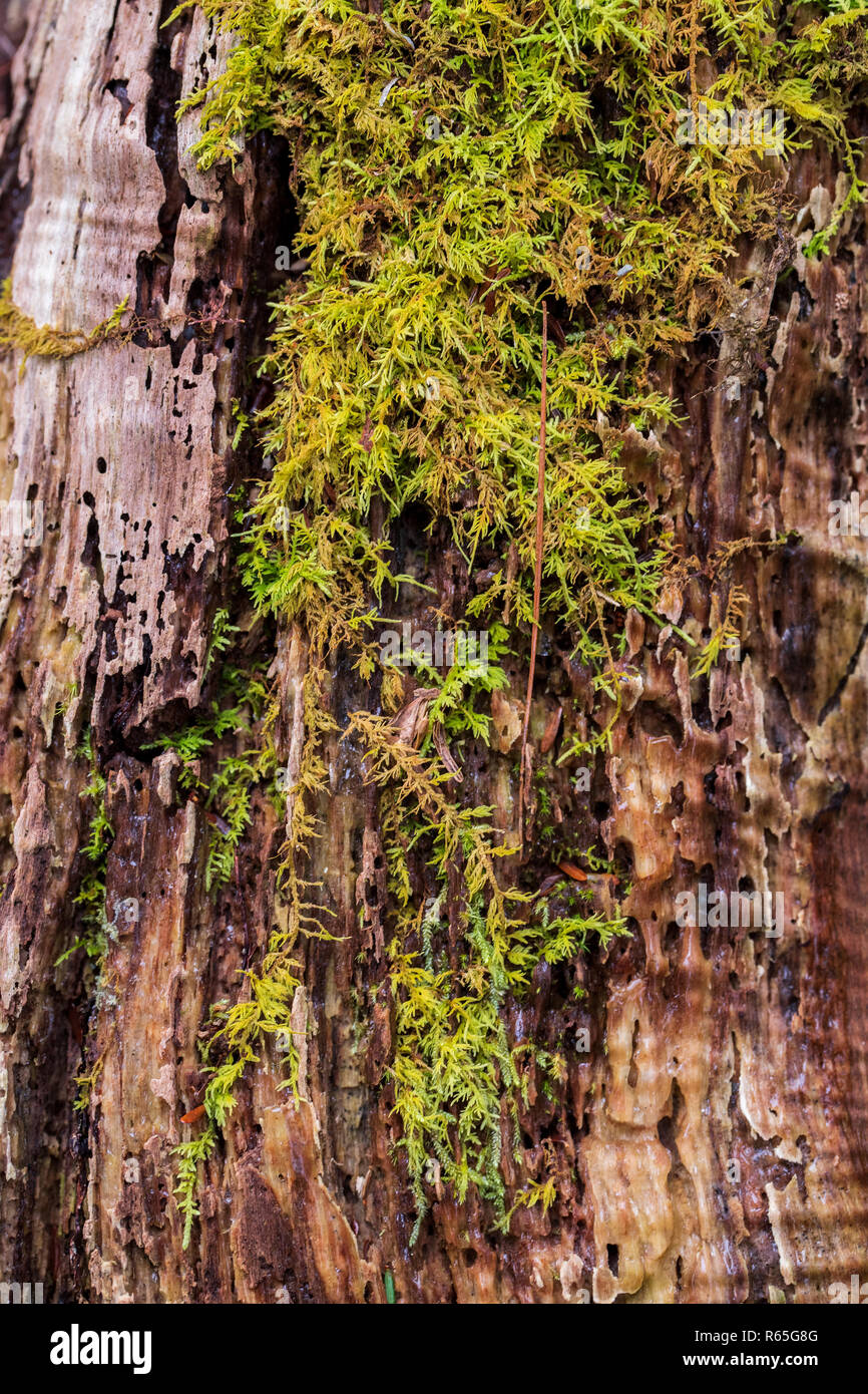 Moss growing on decaying tree trunk near Halifax, Nova Scotia, Canada. Stock Photo