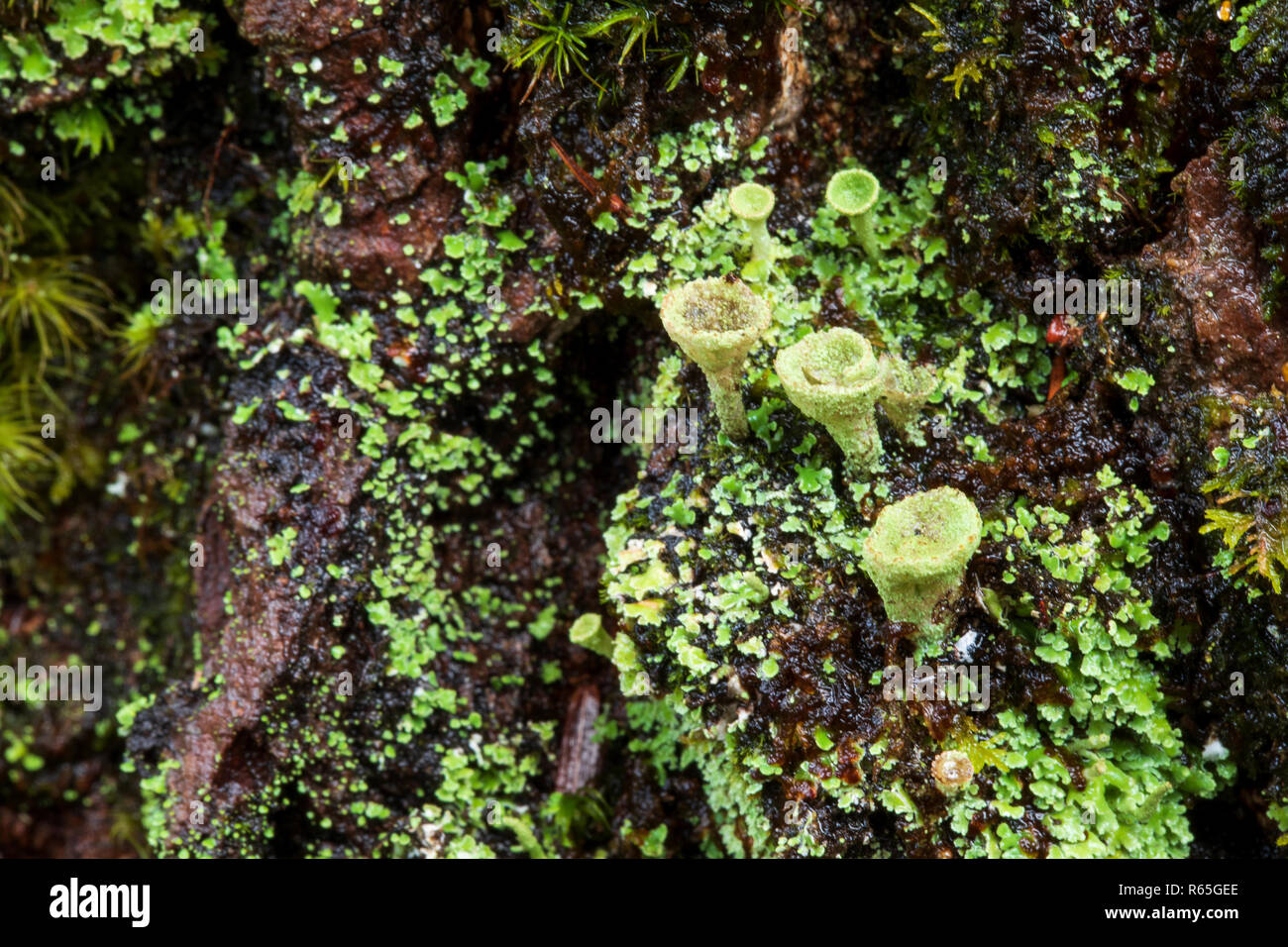 Lichen growing on the bark of a hemlock tree in Halifax, Nova Scotia, Canada. Stock Photo
