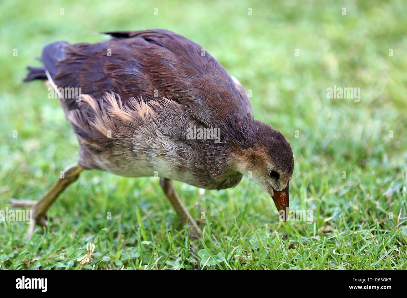 young pond raven searching for food in a meadow Stock Photo