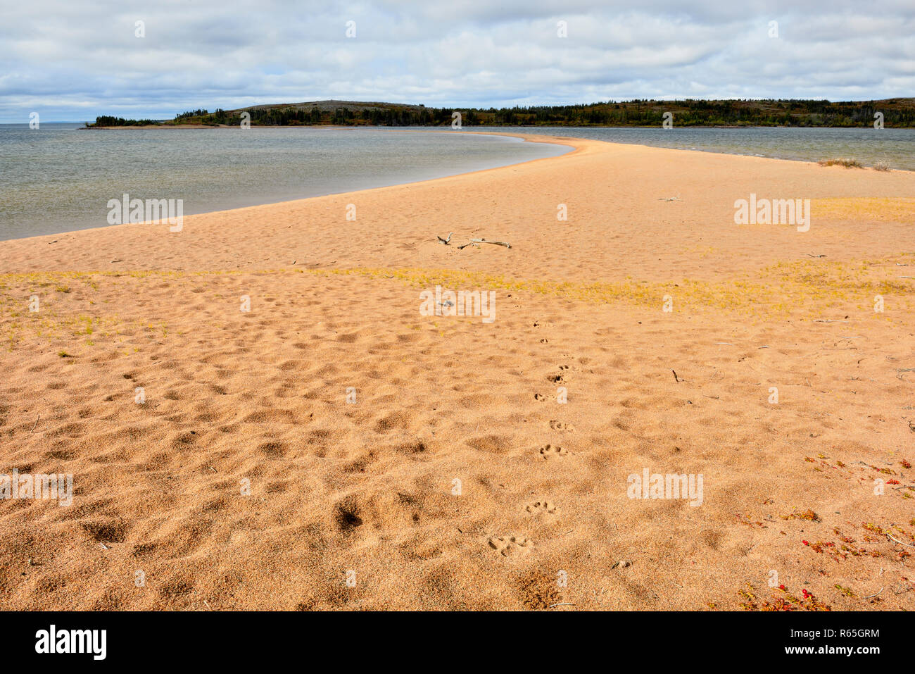 Wolf tracks in sand along shore of Ennadai Lake, Ennadai Lake, Nunavut