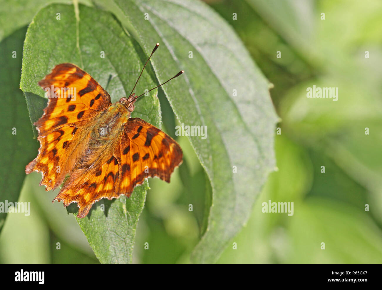 macro c-butterfly polygonia c-album Stock Photo