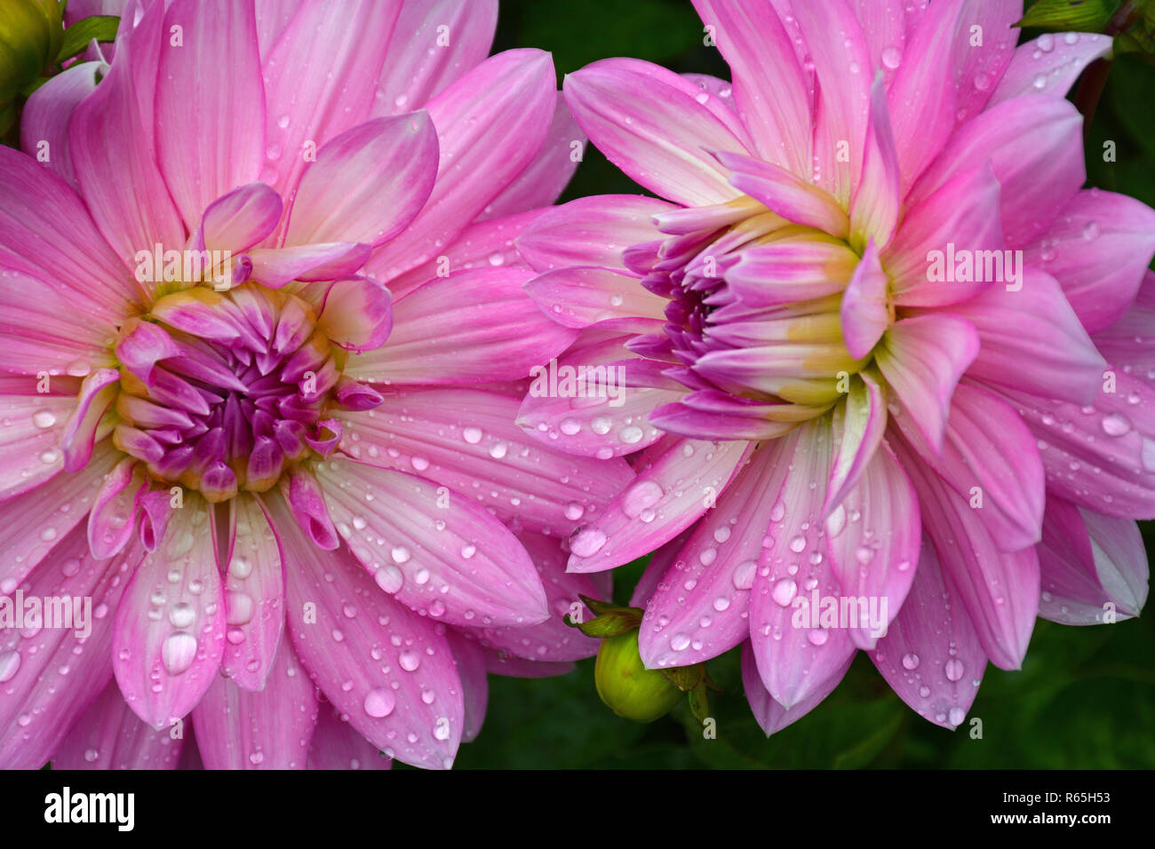 Two pink dahlias hi-res stock photography and images - Alamy
