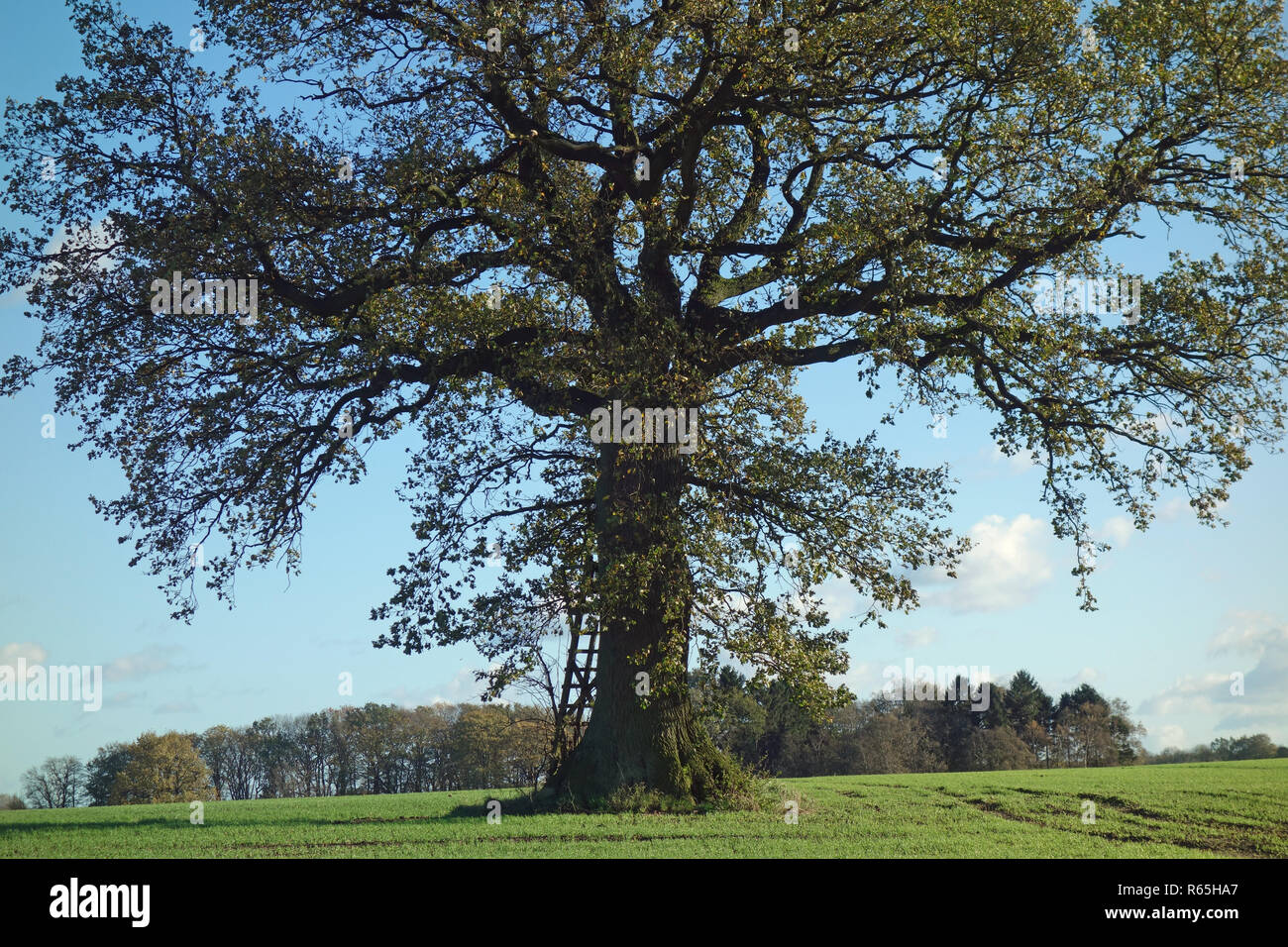 old oak in the autumn Stock Photo - Alamy