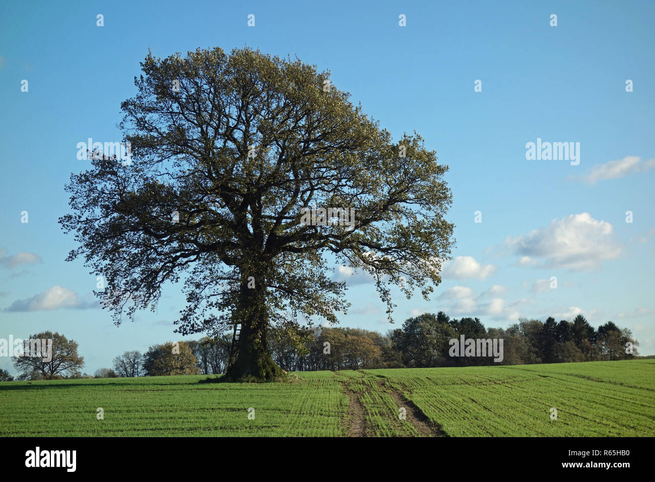 old oak in the autumn Stock Photo - Alamy