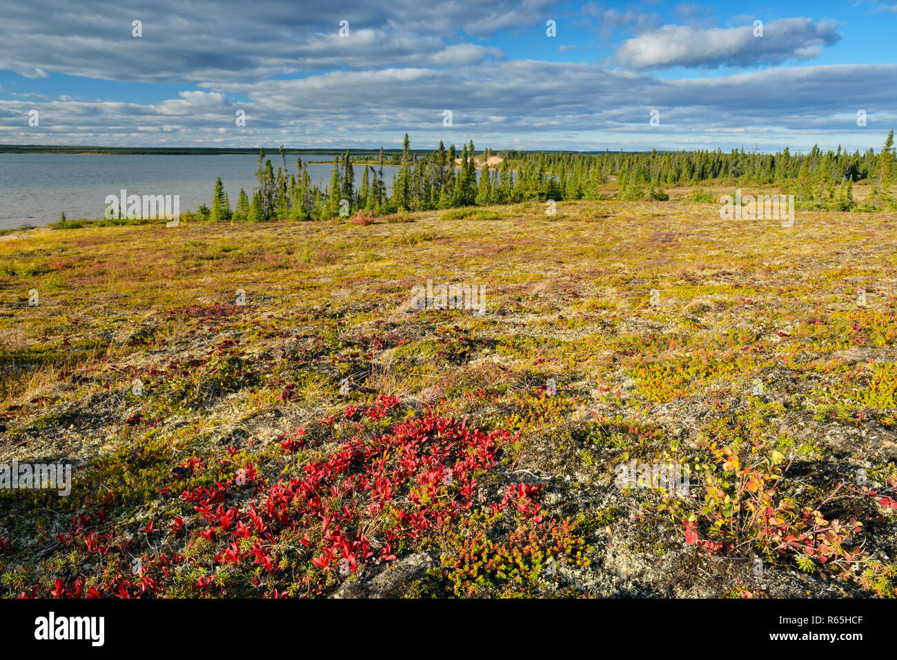 Autumn tundra landscape near Ennadai Lake, Ennadai Lake Arctic Haven Lodge,  Nunavut Territory, Canada Stock Photo - Alamy