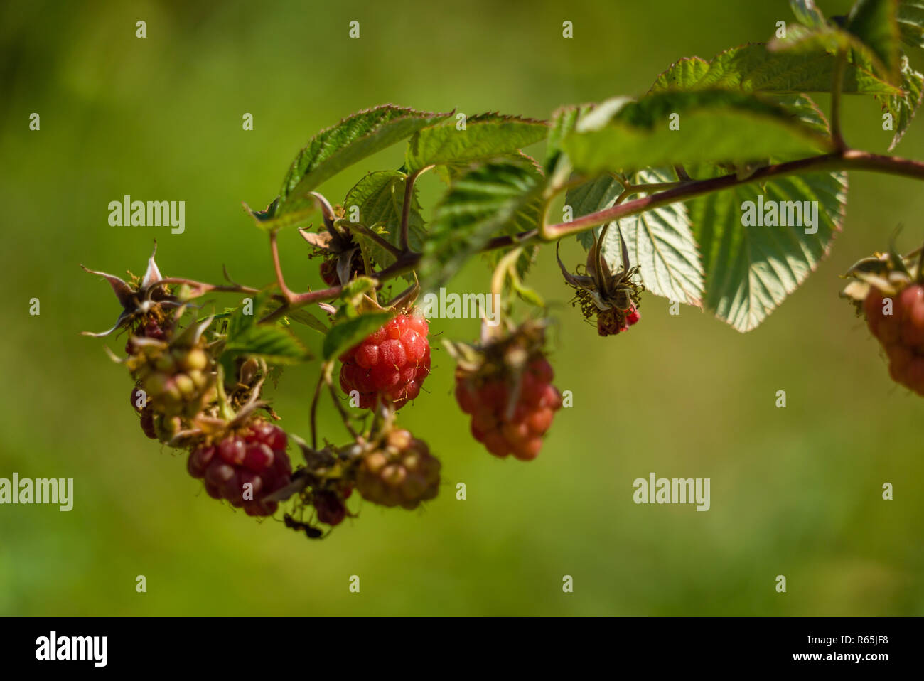 Organic raspberry crops with ants Stock Photo Alamy