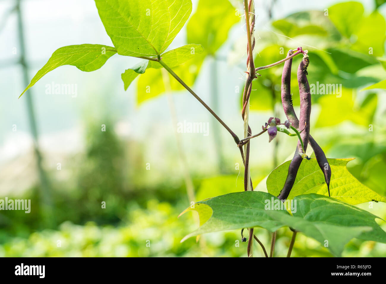 Organic bean crops Stock Photo - Alamy