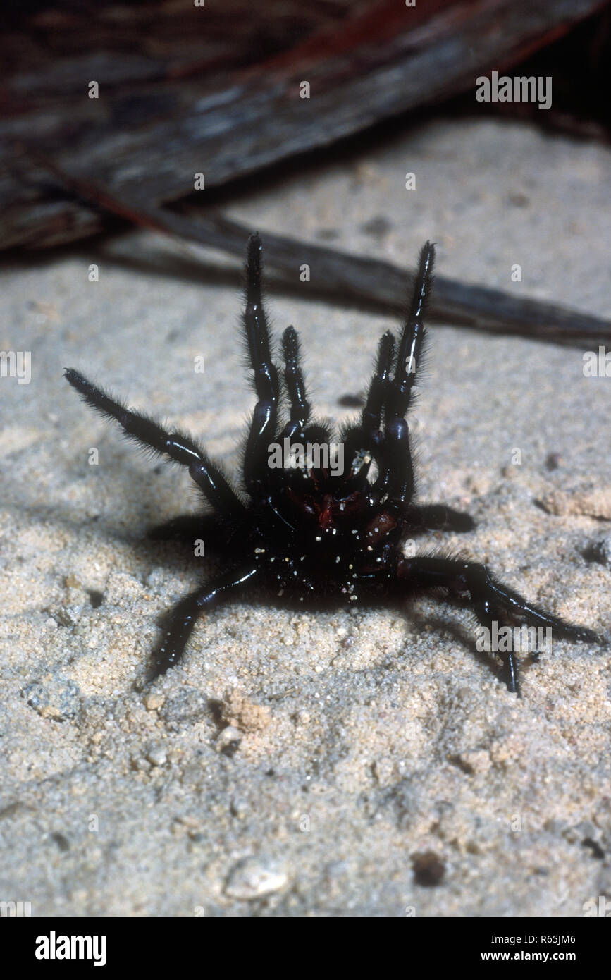 SYDNEY FUNNEL-WEB SPIDER (ATRAX ROBUSTUS) IN A WARNING POSTURE Stock Photo