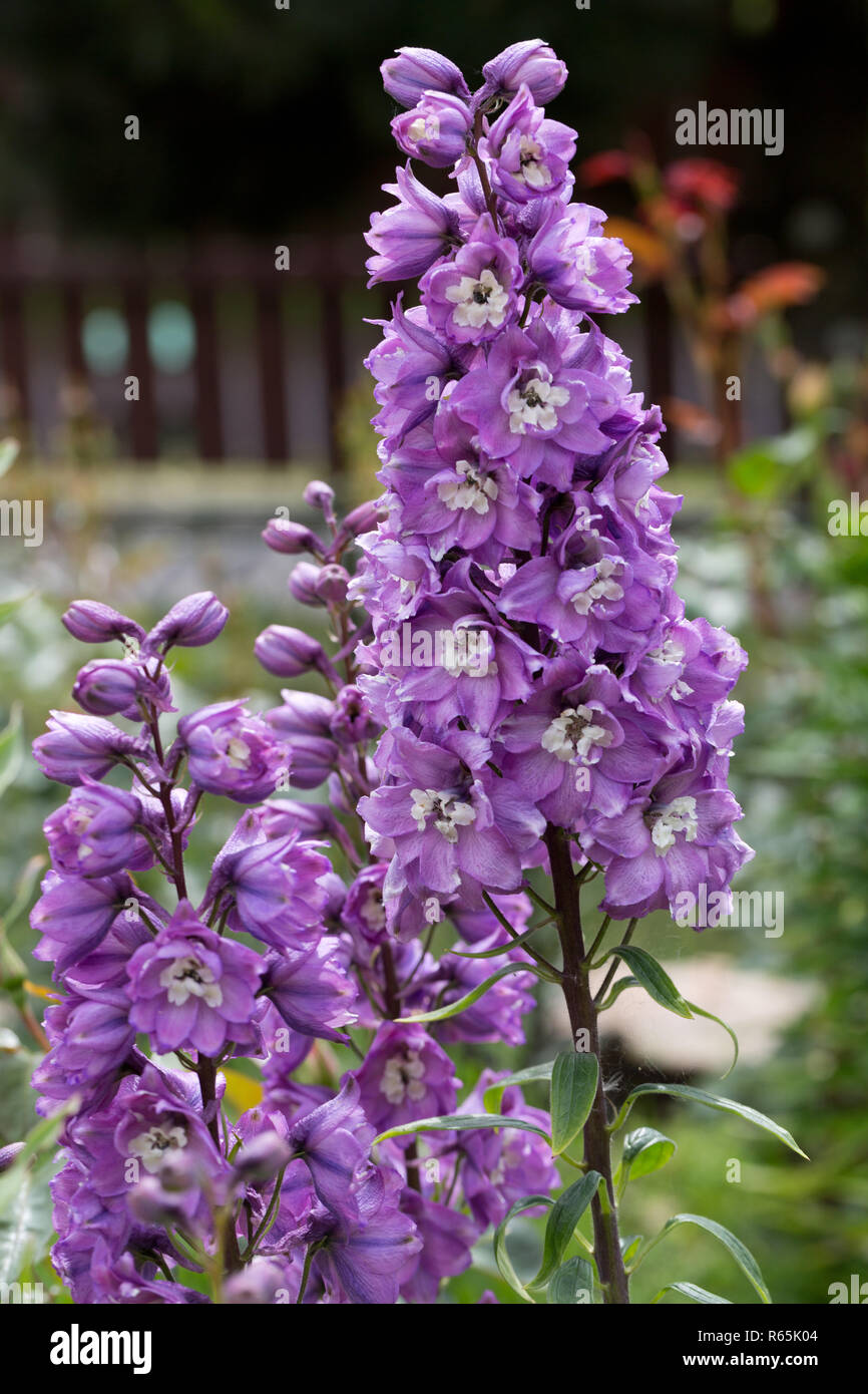 Purple Delphinium Flower in Garden Stock Photo Alamy