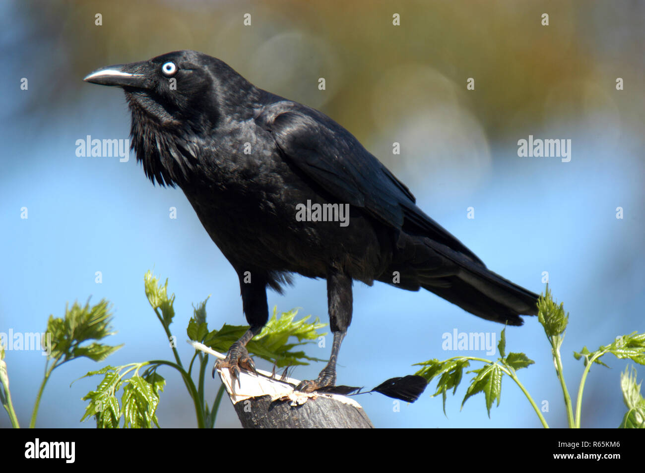 AUSTRALIAN RAVEN (CORVUS CORONOIDES) WESTERN AUSTRALIA IS DISTINGUISHED