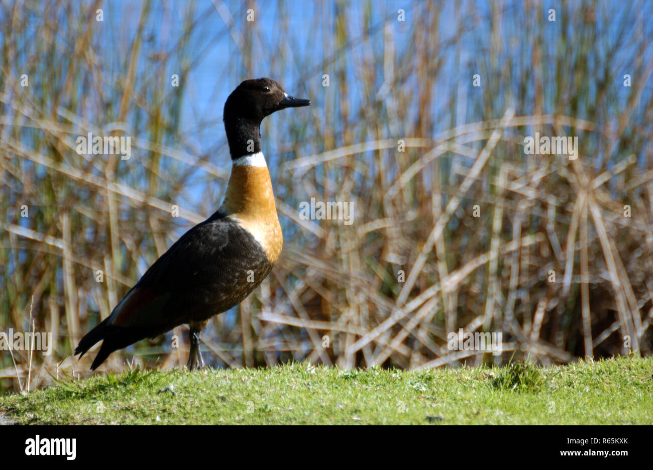 AUSTRALIAN SHELDUCK (TADORNA TADORNOIDES) ALSO KNOWN AS MOUNTAIN DUCK