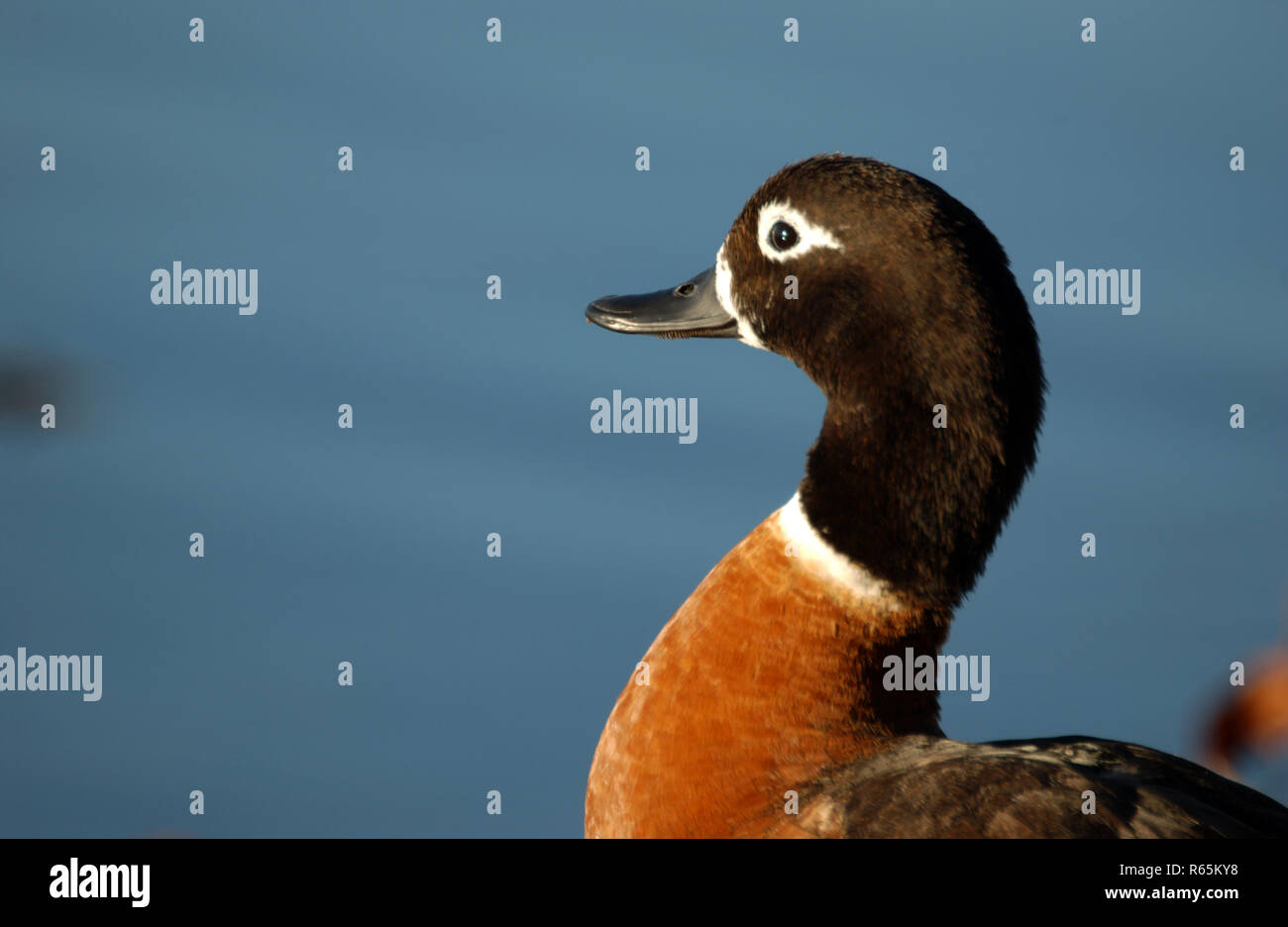 AUSTRALIAN SHELDUCK (TADORNA TADORNOIDES) ALSO KNOWN AS MOUNTAIN DUCK