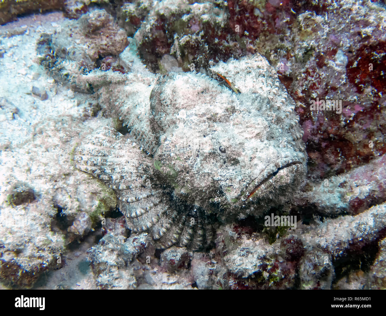 A Devil Scorpionfish (Scorpaenopsis diabolus) in the Indian Ocean Stock ...