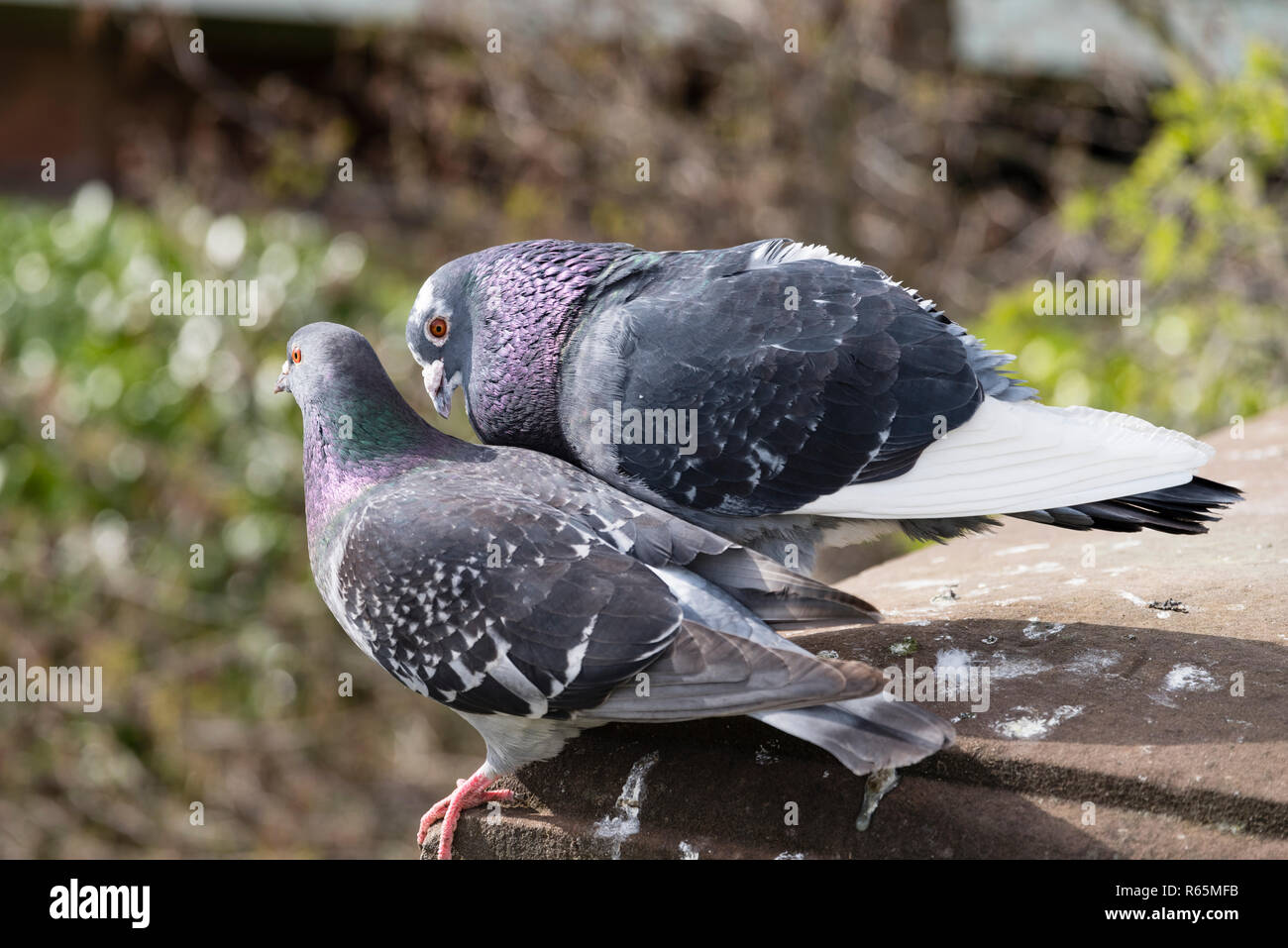 An amorous pair of park doves with the male dove displaying and approaching a female in the warm spring sunshine. Stock Photo