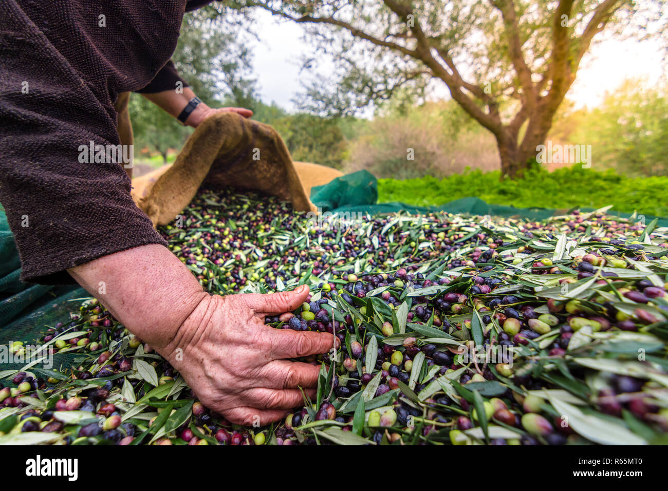 Olive oil production greece hires stock photography and images Alamy