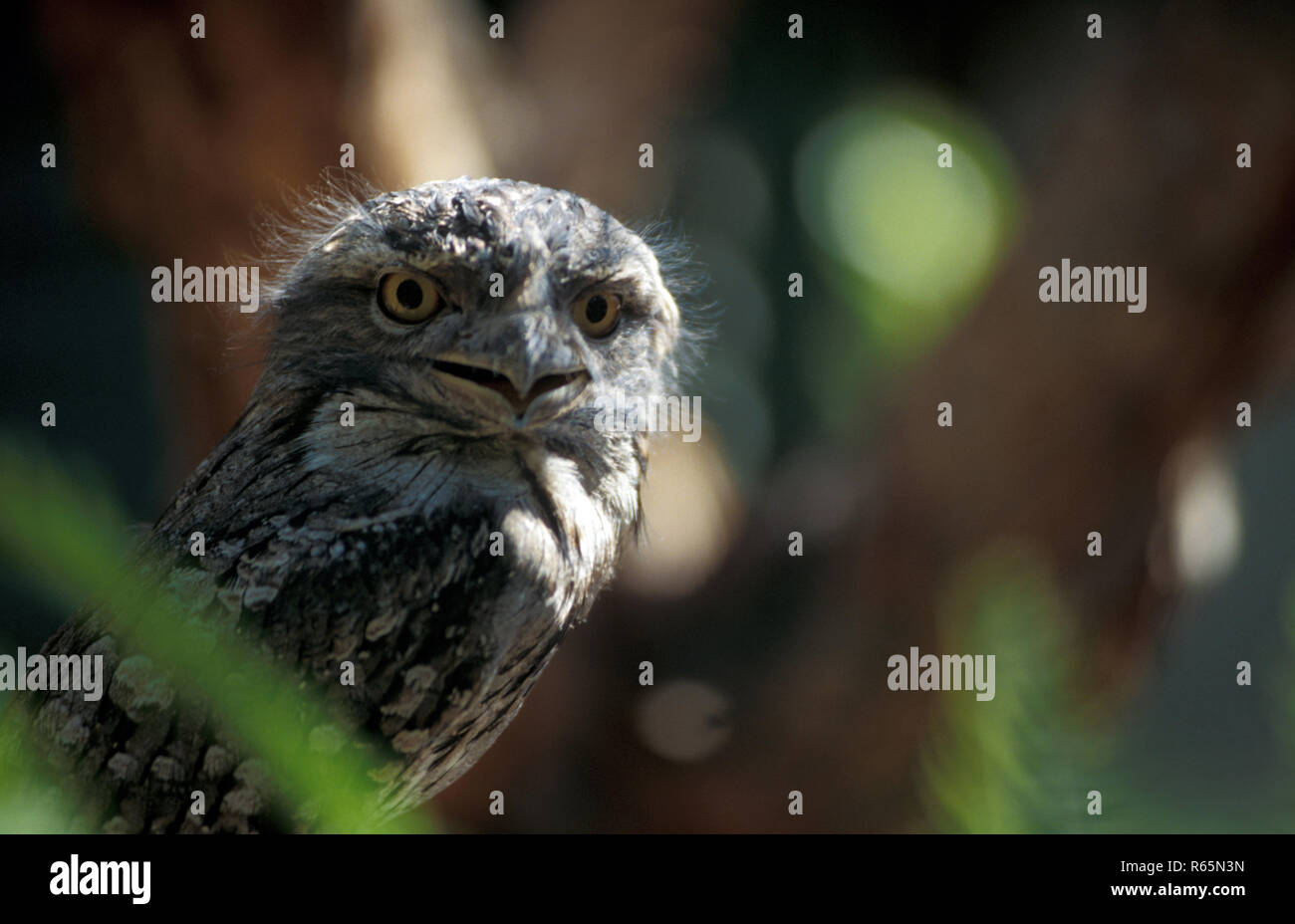 The Tawny frogmouth (Podargus strigoides) is a species of frogmouth native to and found throughout the Australian mainland and Tasmania. Stock Photo