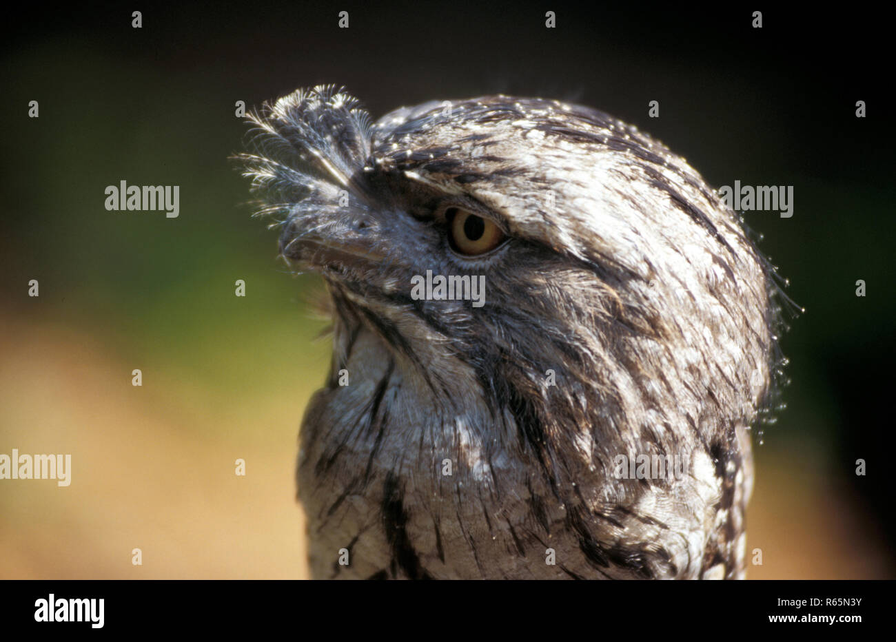 The Tawny frogmouth (Podargus strigoides) is a species of frogmouth native to and found throughout the Australian mainland and Tasmania. Stock Photo